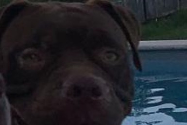 Alerte Disparition Chien Femelle , 3 ans Macouria France Alerte Disparition Chien Femelle , 3 ans Macouria France